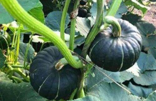 娱乐718网红吃瓜地址