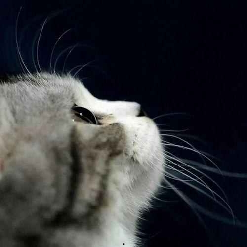 娱乐吃瓜君面包猫,面包猫背后的故事与魅力