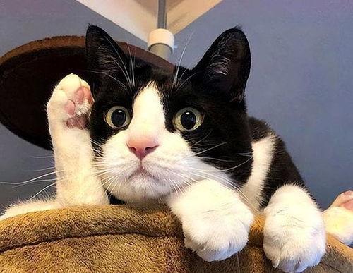 娱乐吃瓜酱奶牛猫